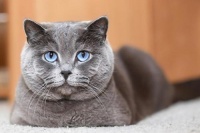 宠物品种排名前十名,从猫咪到狗狗，带你领略宠物界的明星风采