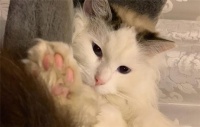 给猫咪自制猫饭，没有小鱼干猫咪也爱吃