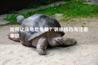 如何让乌龟吃龟粮?训练技巧与注意事项