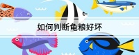 如何判断龟粮好坏