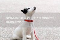 狗狗不怎么吃东西,主人该如何应对和调整饮食?