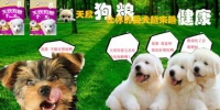 换粮需谨慎,狗狗不适要调整。