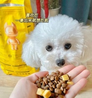 狗狗喜欢狗粮里拌什么?(以宠物为主,了解狗狗的口味和营养需求)