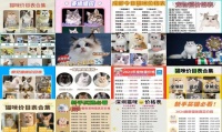 赛级猫品种