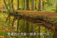 一只仓鼠平均多少元，普通的小仓鼠一般多少钱一只