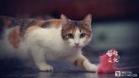 【喵呜·行为】玩耍的同时还能改变猫咪行为,你知道吗?