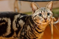 美国短毛猫行为引导与训练