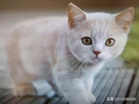 猫咪该怎么教养？