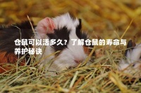 仓鼠可以活多久？了解仓鼠的寿命与养护秘诀
