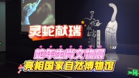 灵蛇献瑞！50件蛇类标本齐聚 蛇年生肖文物展带你开启奇幻之旅