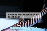养的金龙鱼多少钱一条图片(养的金龙鱼多少钱一条图片大全)（金龙鱼主人宰杀金龙鱼吃掉，只是失去了一条宠物鱼）