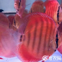 [七彩神仙鱼批发]七彩神仙鱼 活体热带七彩鱼水族观赏宠物鱼红卡7