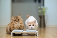 猫咪摄影：世界上最萌的小猫