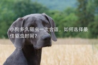 小狗多久驱虫一次合适,如何选择最佳驱虫时间?