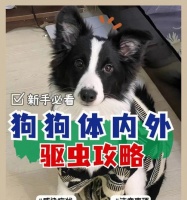 狗狗驱虫计划（宠物健康必备，每年驱虫一次）