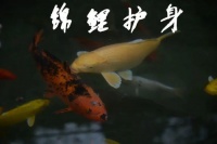养鱼招财，鱼跃龙门，宠物生活必备！