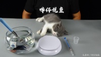 养鱼必备清单：没有这三样宝贝，你的宠物鱼可能会营养不良！