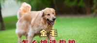 金毛喜欢吃什么？食谱大揭秘！（让你的金毛吃得健康快乐的关键是什么？）