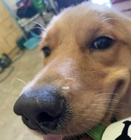如何为宠物马尔济斯犬自制营养均衡的狗粮（健康食谱分享，给你的爱犬更好的呵护）