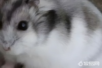什么仓鼠最好养