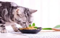 猫咪零食,怎么挑选最合适?