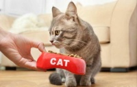 猫咪零食，如何挑选最健康美味？
