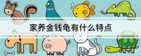 家养金钱龟有什么特点