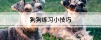 狗狗练习小技巧