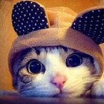 养猪要遵守的法律法规有哪些？ 爱问知识人