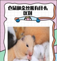 以仓鼠买什么品种的好？（了解不同品种的仓鼠，选择适合自己的宠物伴侣）