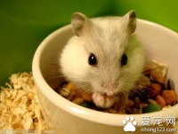 仓鼠有眼屎怎么回事