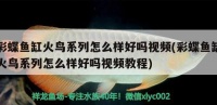 彩蝶鱼缸火鸟系列怎么样视频教程、彩蝶鱼缸火鸟系列怎么样好吗(彩蝶鱼缸火鸟系列怎么样好吗视频)