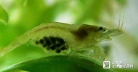 清洁鱼缸小能手的繁殖攻略，3点繁殖出满缸小生命，观赏性不错