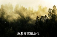 鱼如何繁殖后代，鱼怎样繁殖后代