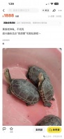 老黄缘种龟，无法闭壳！骗子现在都这么横行，觉得我傻吗？