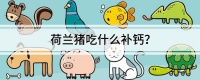 荷兰猪吃什么补钙？