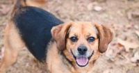 如何为肺炎患犬提供正确的饮食（肺炎患犬的饮食调理）