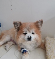 得了胰腺炎的狗狗饮食建议?如何选择合适的食物?
