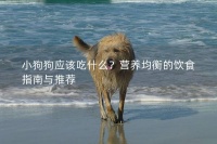 小狗狗应该吃什么?营养均衡的饮食指南与推荐