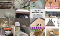 兔子突然乱拉屎尿怎么办