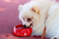 宠物犬脱毛，科学护理防掉毛