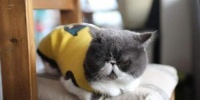 如何防止猫咪脱毛（宠物爱好者必备的防脱毛技巧）