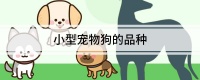 小型宠物狗的品种