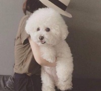 这几种小型犬，体味小又聪明，很适合在小公寓饲养