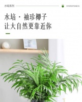 室内观赏植物中哪些是无毒的？