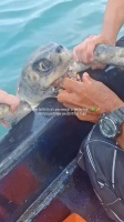 一次意外的海龟SPA服务 这只海龟满嘴藤壶抱着它清理时乖得不像话