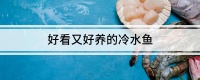 好看又好养的冷水鱼推荐 好看又好养的冷水鱼
