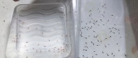 孔雀鱼的冷水养殖之道（了解孔雀鱼适宜的水温，打造舒适的养殖环境）