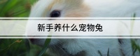 新手养什么宠物兔