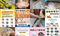 三线仓鼠孕期